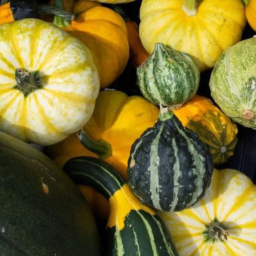 thumbnail for publication: Healthy Harvest: Florida Cucurbits